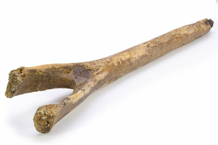 Hadrosaur (Edmontosaurus) Chevron Bone - Wyoming #306852